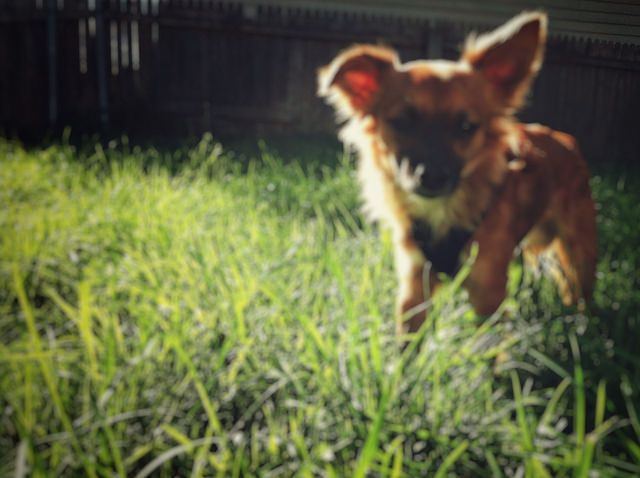 dog