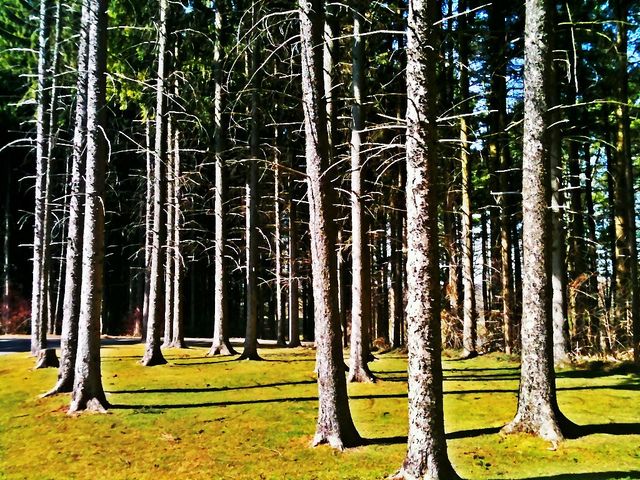 trees