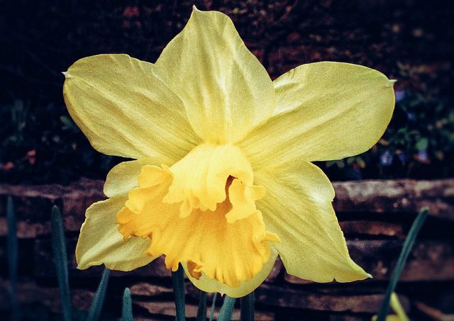 spring
