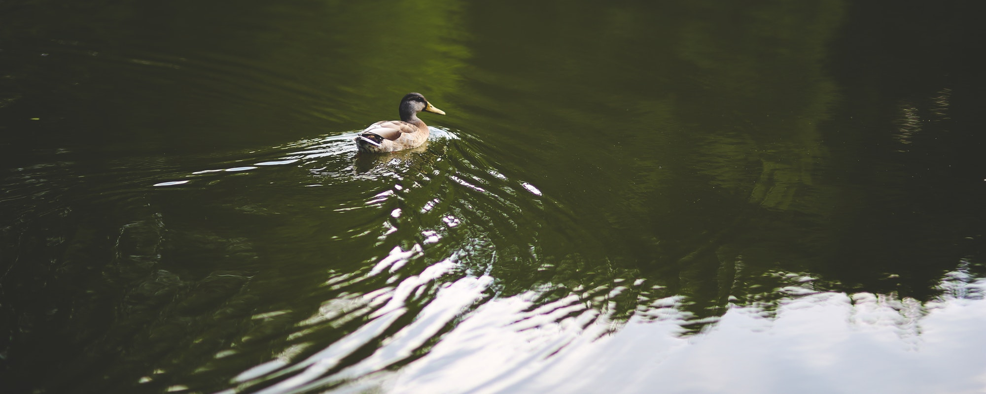 Mill Creek Landing Homes for Sale in Leland, NC The Cameron Team