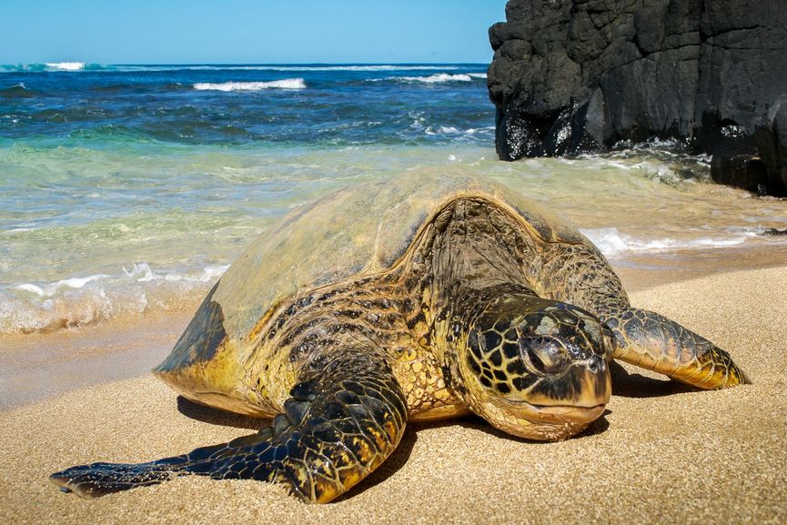 kauai-photography-sea-turtle-on-secret-beach-in-kilauea