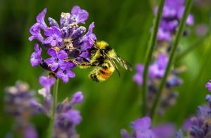 bumblebee