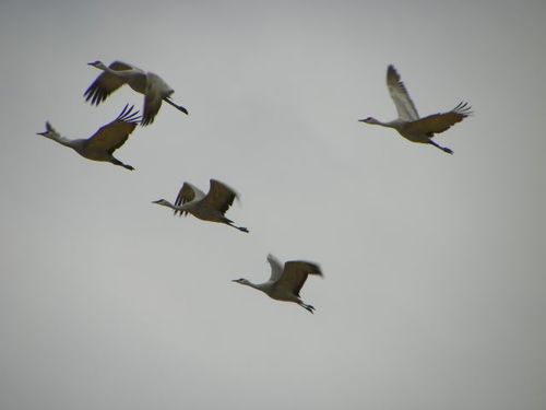 SANDHILL CRANES