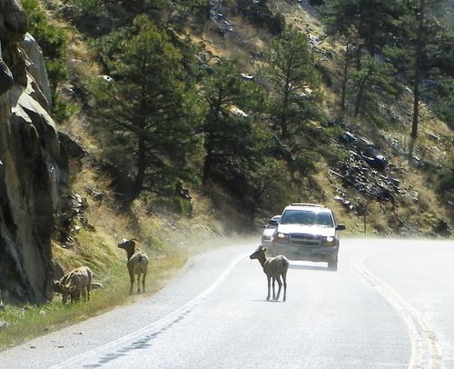 Big Horn Sheep