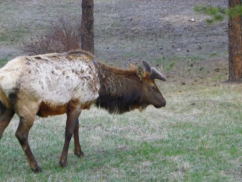 ELK IN ESTES PARK