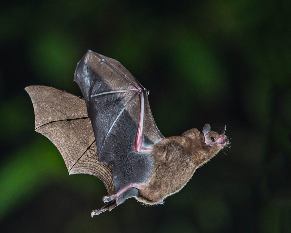 Fruit bats in Costa Rica 