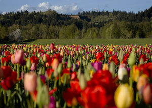 Woodland Tulip Gardens