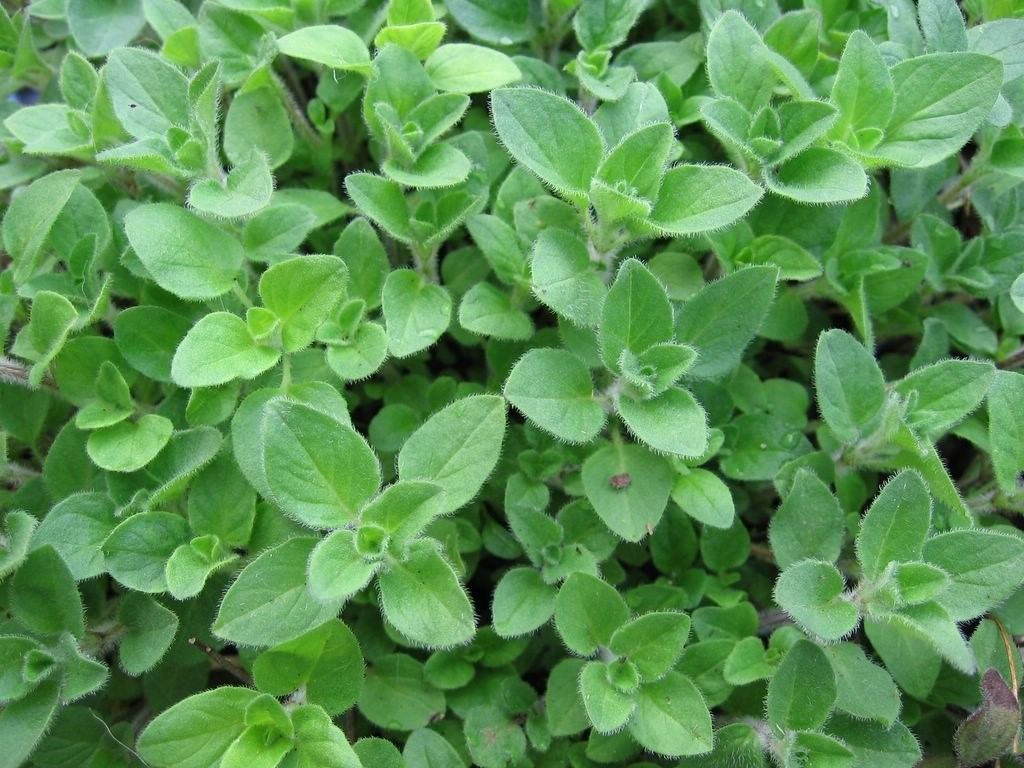 Growing in the Garden... Greek Oregano - ShowMeHome.com