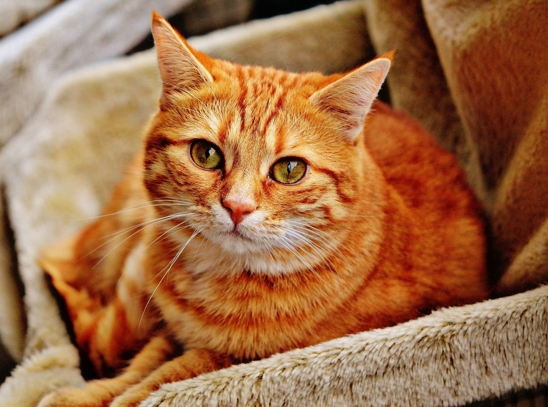 Cat resting indoors
