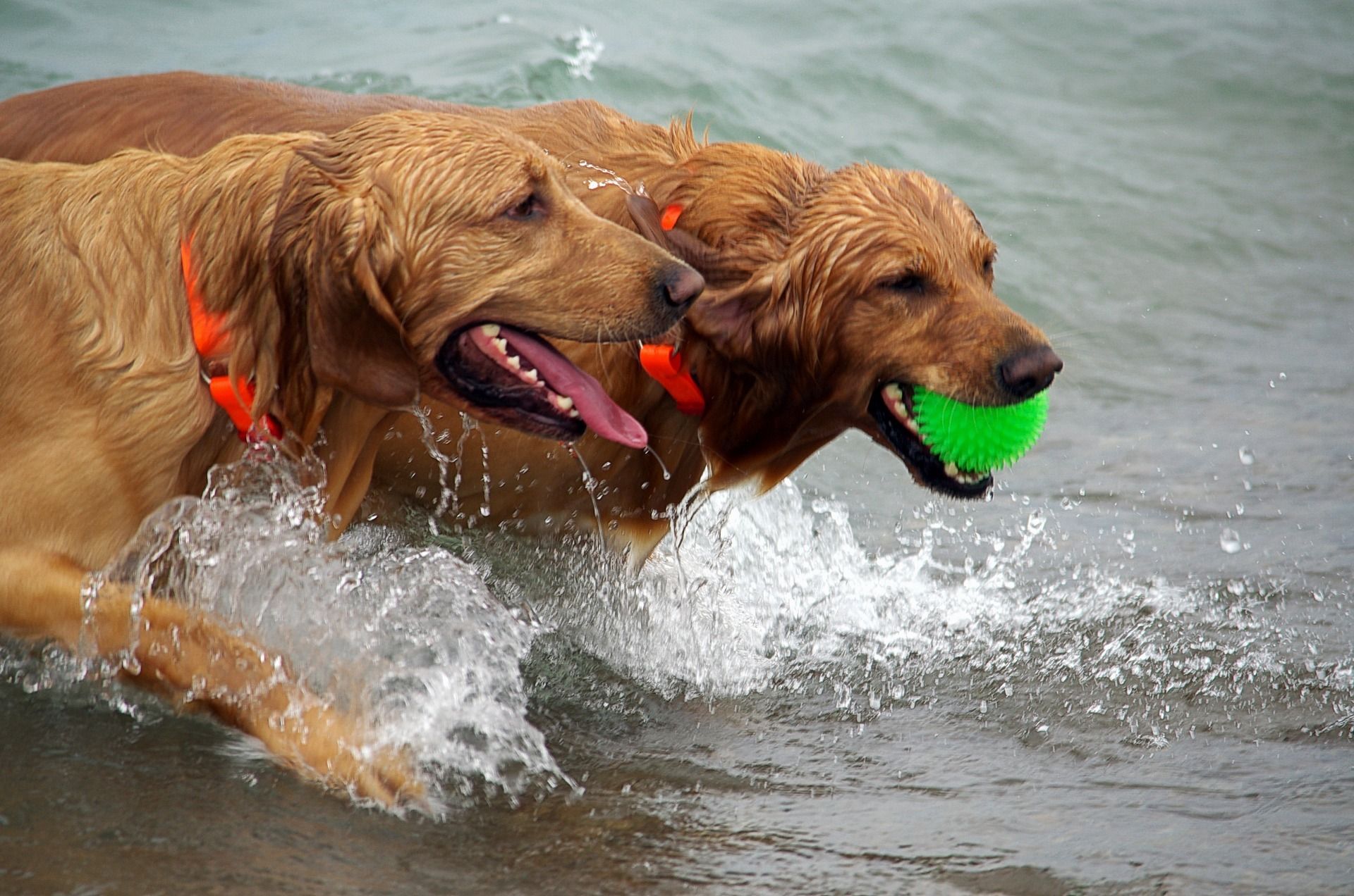 Dogs at the beach