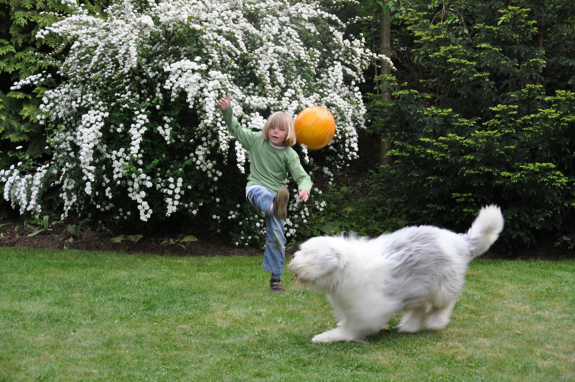 Dog playing in backyard