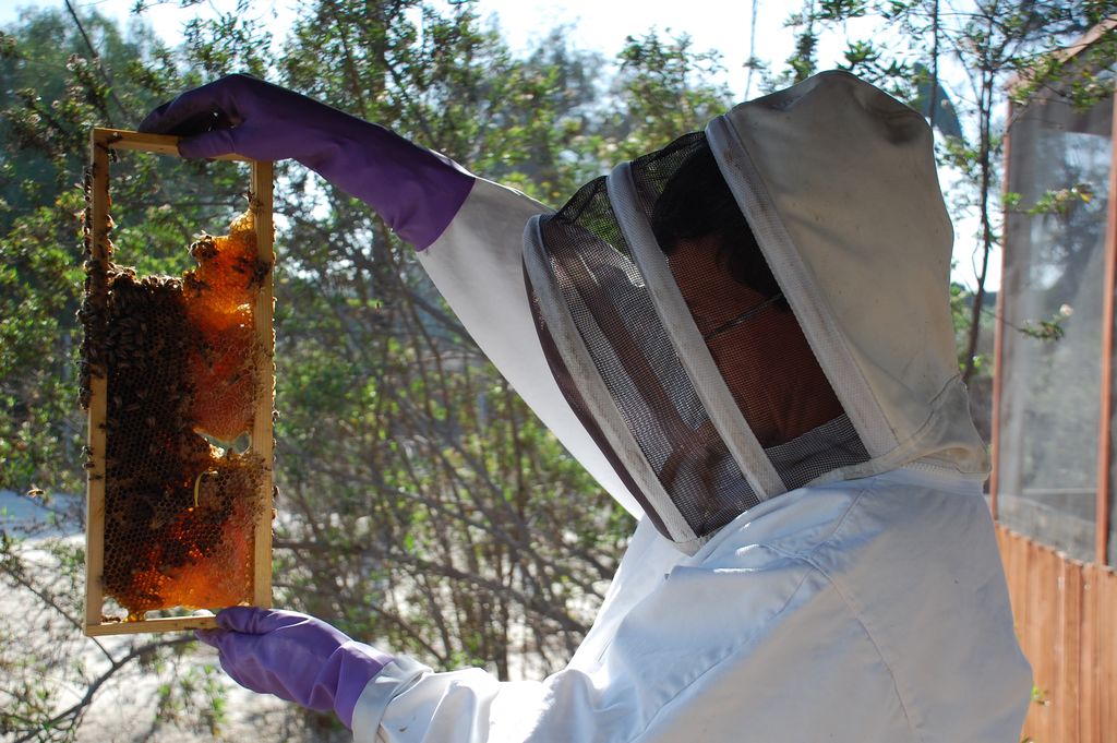 long-beach-beekeepers-4