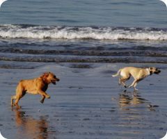 Rosie's Dog Beach - Belmont Shore, Long Beach