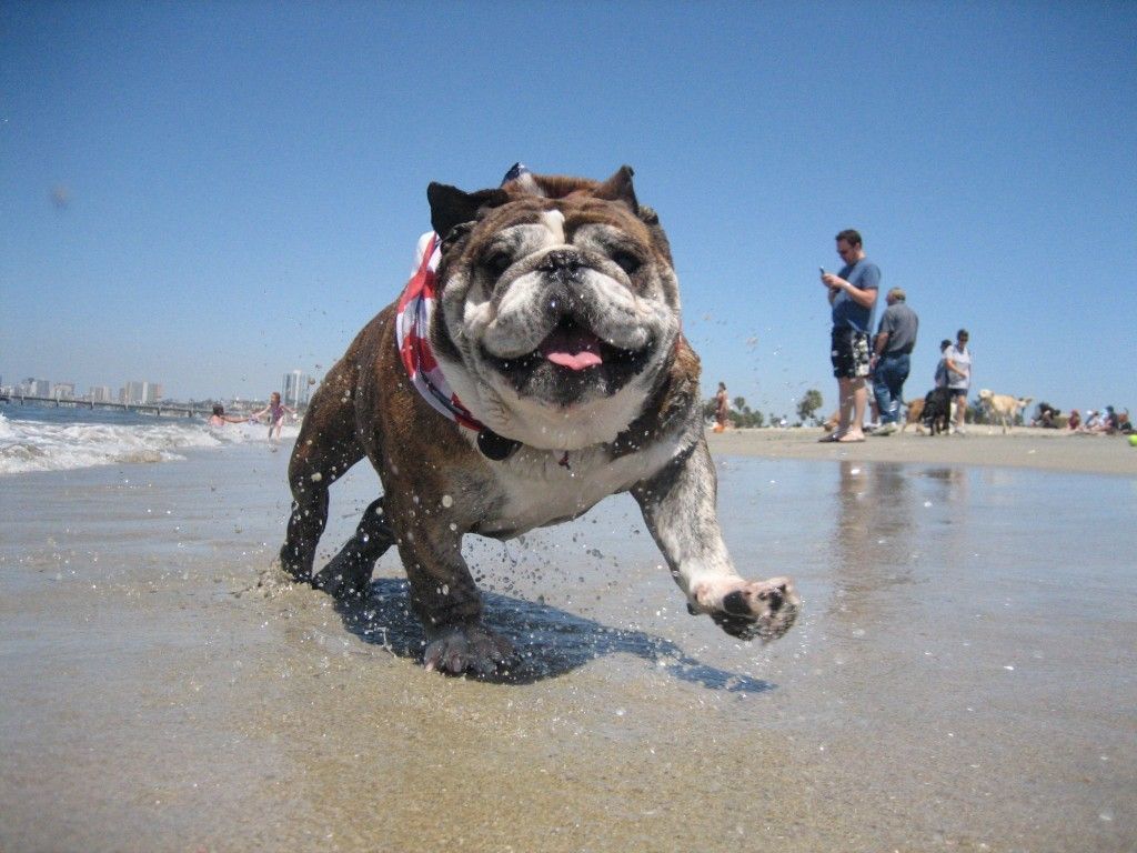 rosies-dog-beach-1024x768