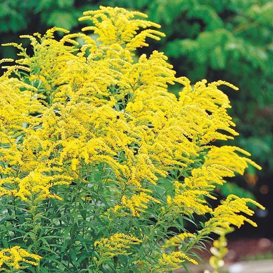 Golden Rod Flowers