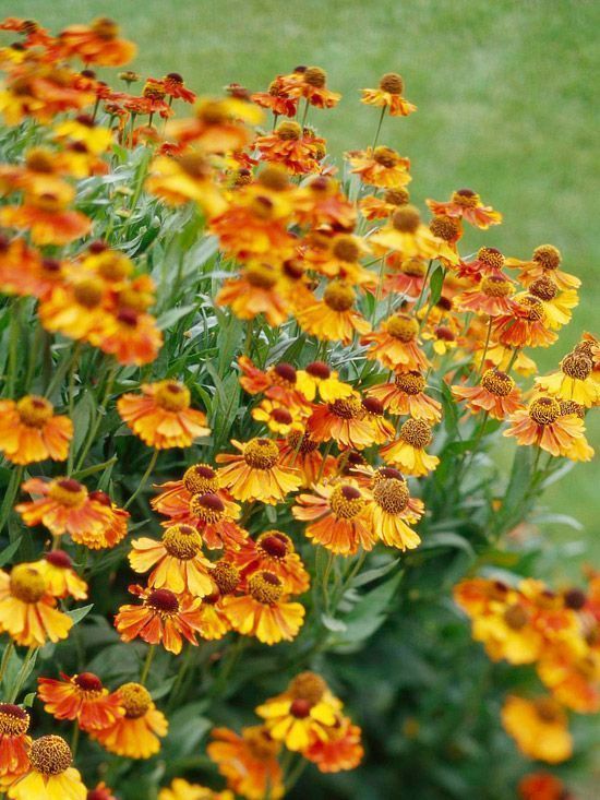 Helenium Flowers