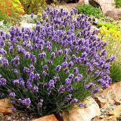 Lavender Plant
