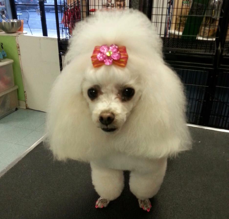 Photo Credit: Launderpet.com