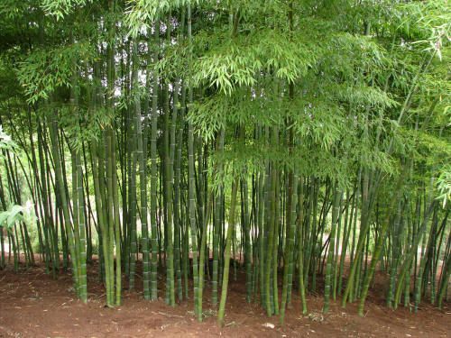 Photo Credit: Bamboogarden.com