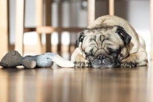 dog-923610_1920-300x200