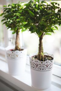 plants-768717_1920-200x300