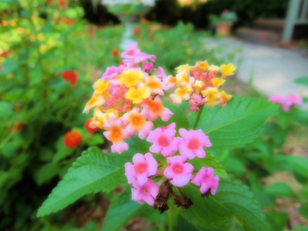 15 Plants And Shrubs For Coastal Carolina The Cameron Team