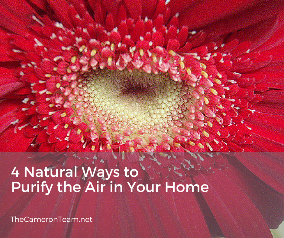 4-natural-ways-to-purify-the-air-in-your-home-the-cameron-team