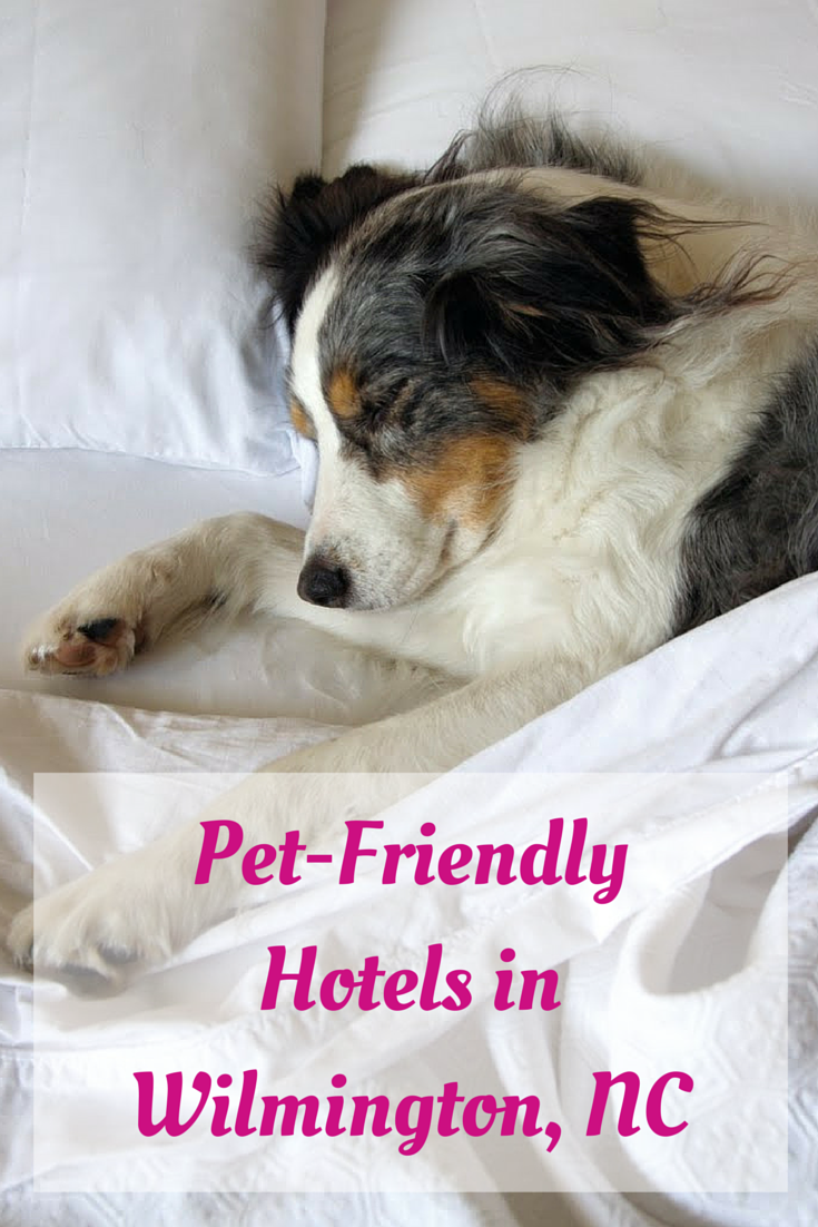 PetFriendly Hotels in Wilmington The Cameron Team