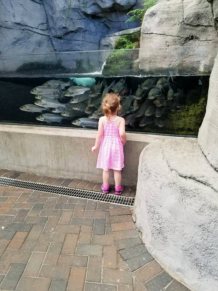 North Carolina Aquarium at Fort Fisher