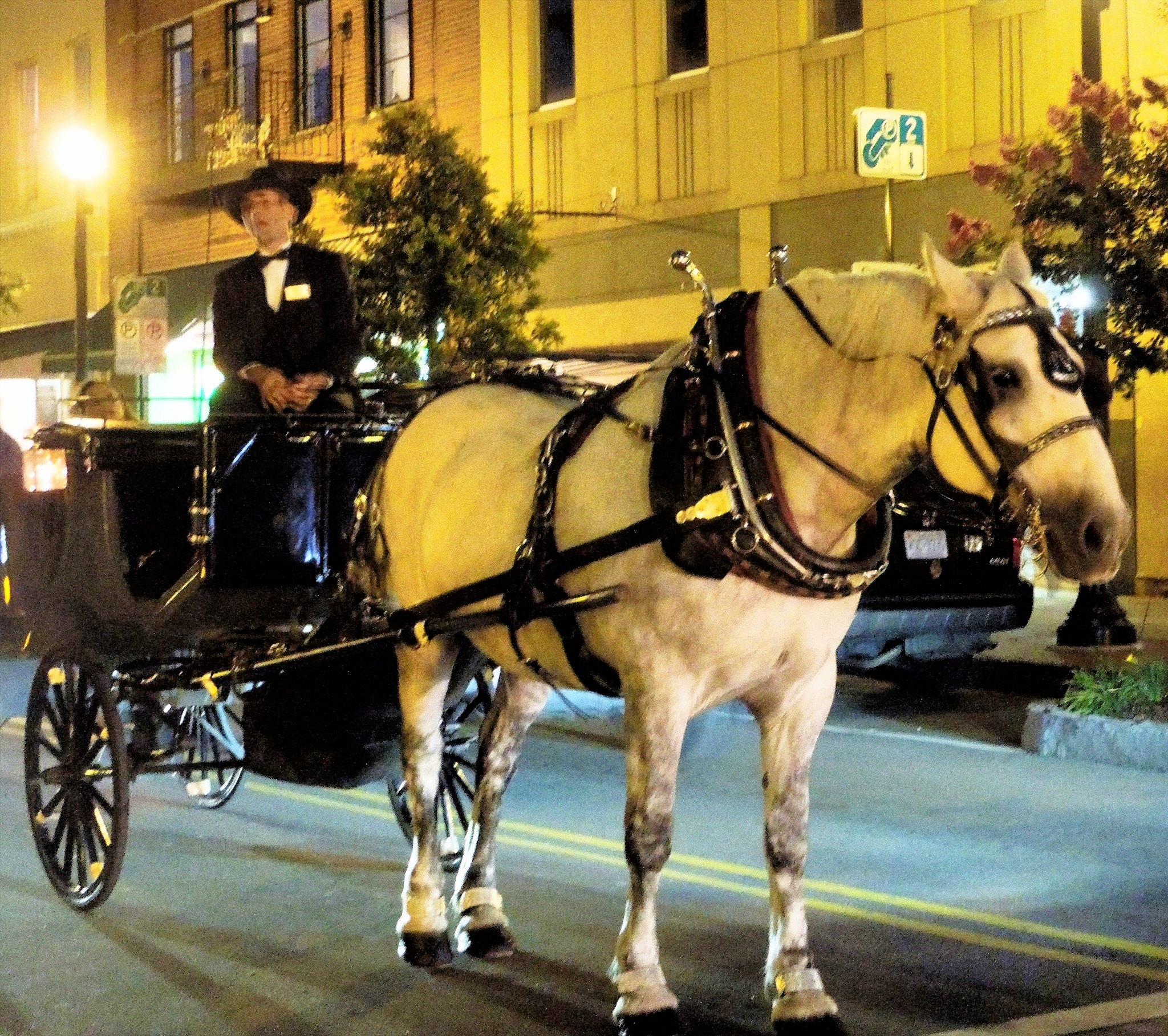 Horse and Carriage in Wilmington NC
