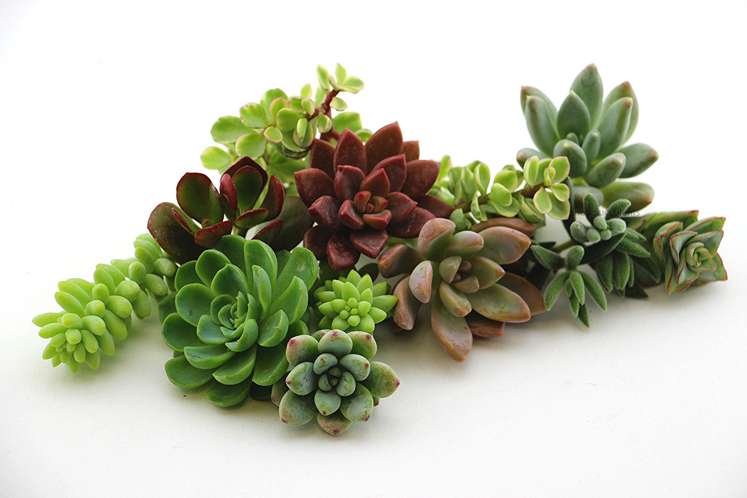 10 Assorted Succulent Cuttings from Shop Succulents