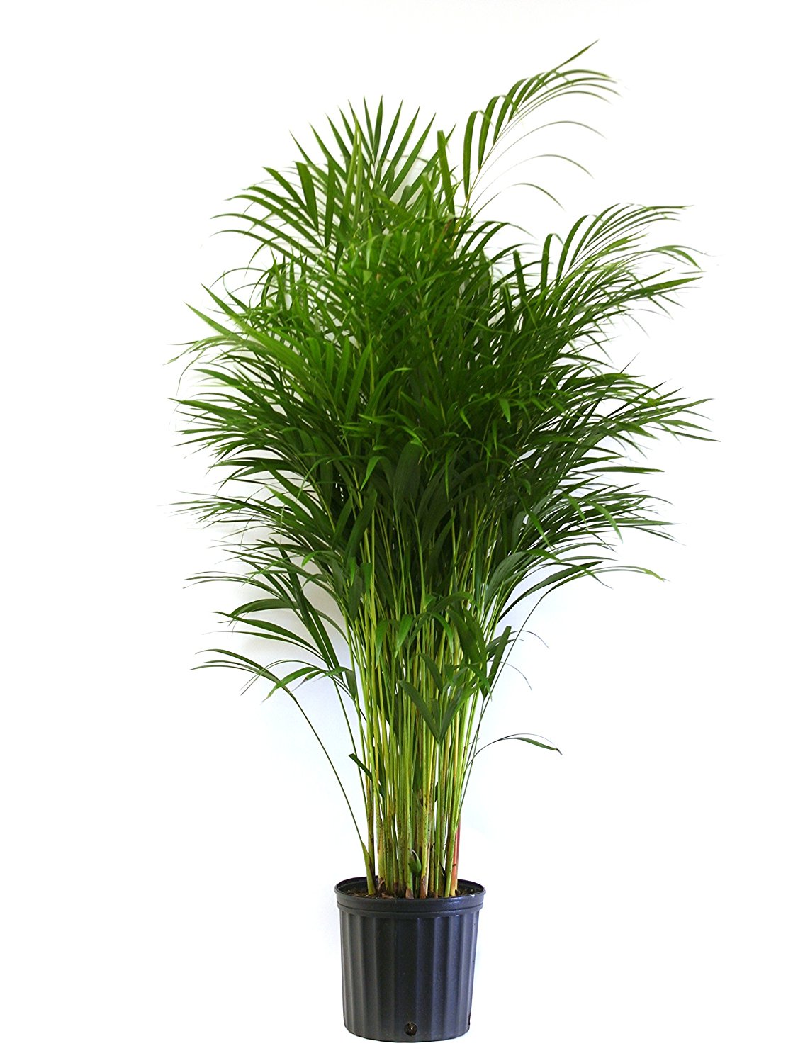 Delray Plants Butterfly Palm (Areca) in Pot