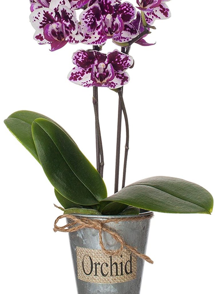 Just Add Ice Rustic Mini Orchid Tin